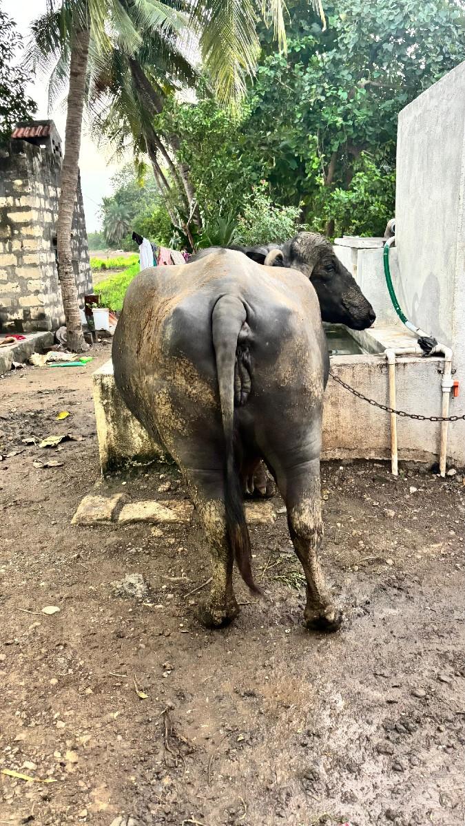 ભેંસ વેચવાણી સે.  સાવ સોજી