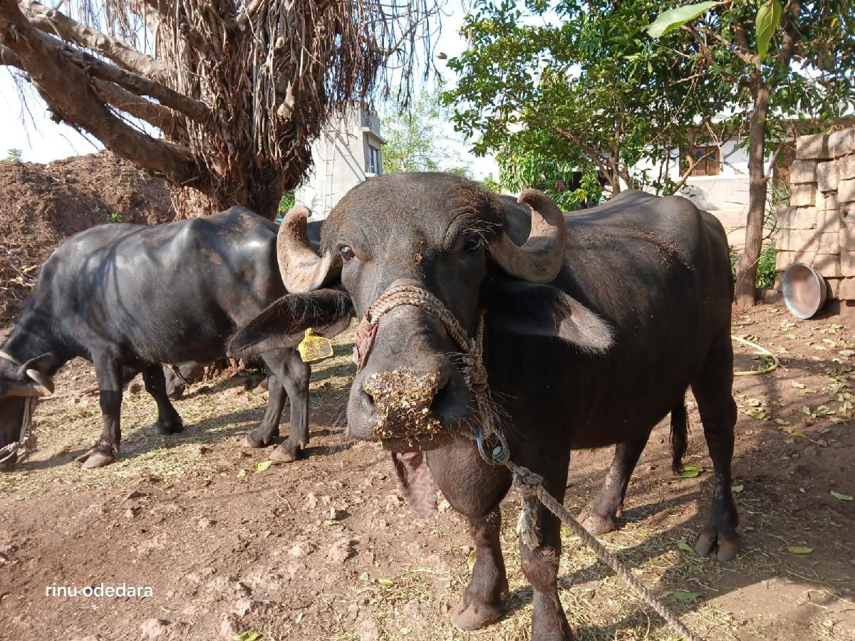 થંબનેલ 3