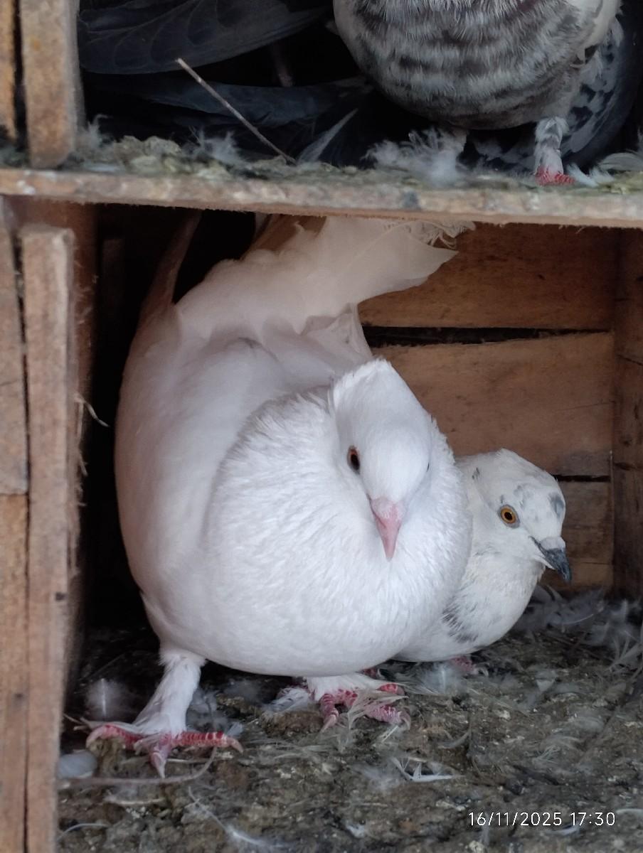 થંબનેલ 3