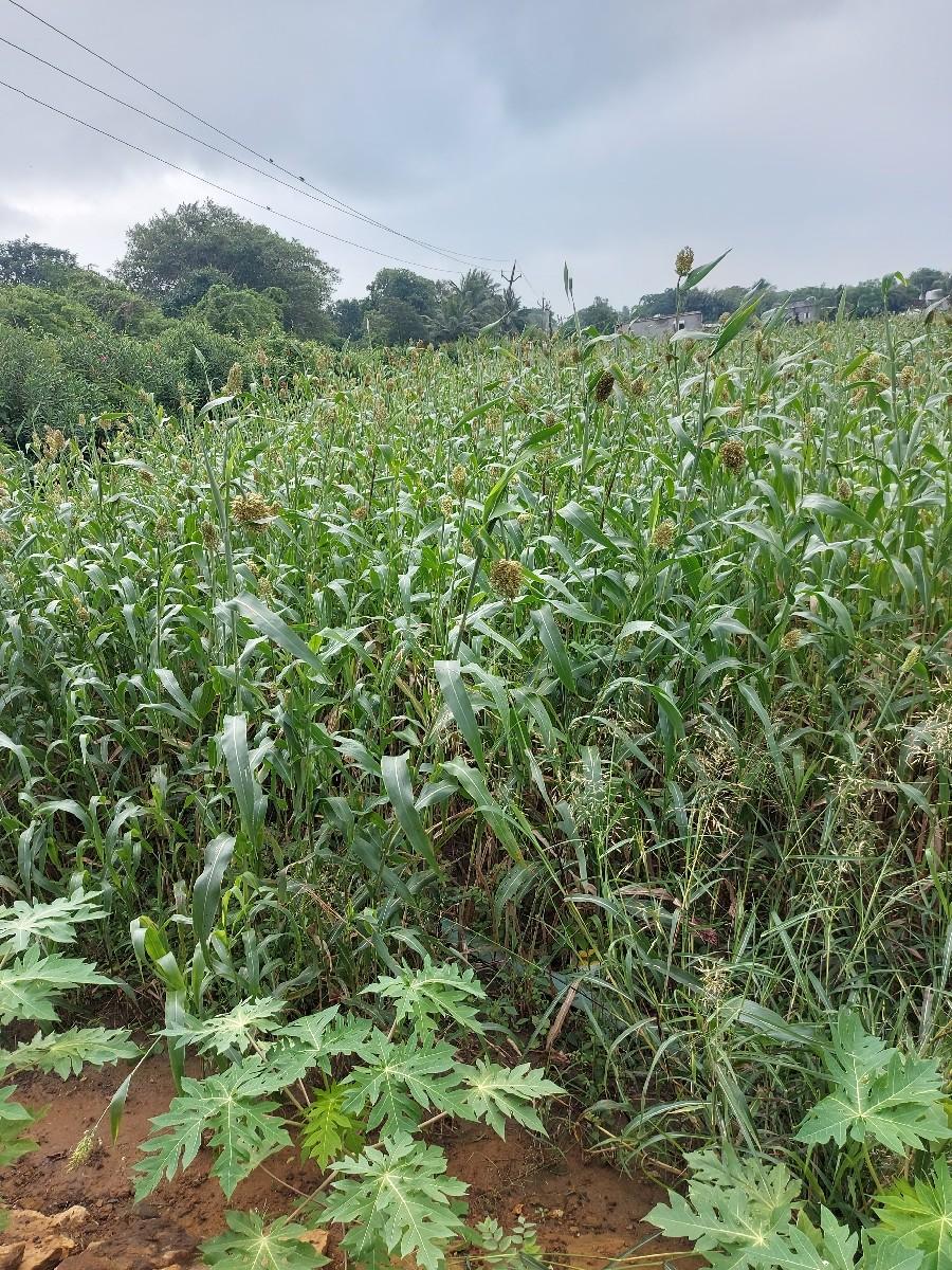 જુવાર નો ચારો