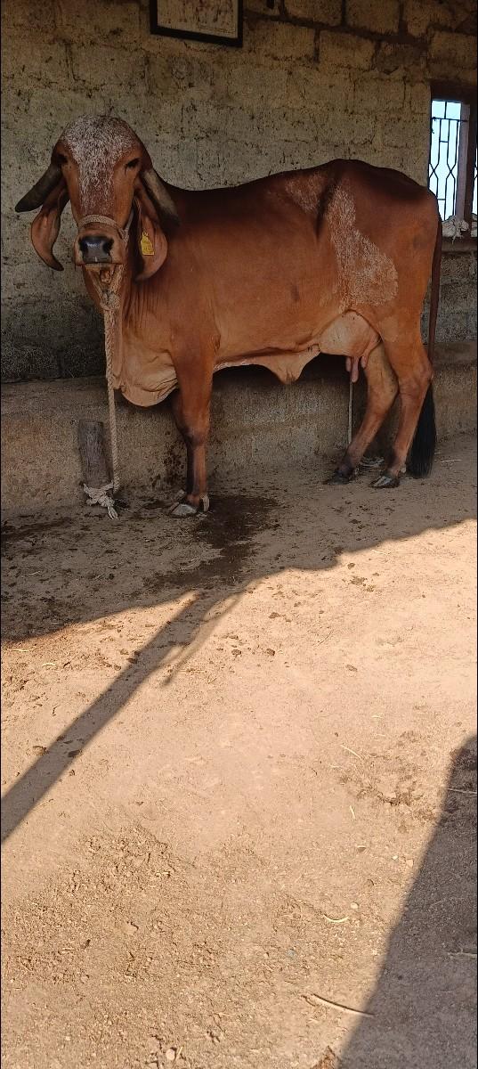 થંબનેલ 2