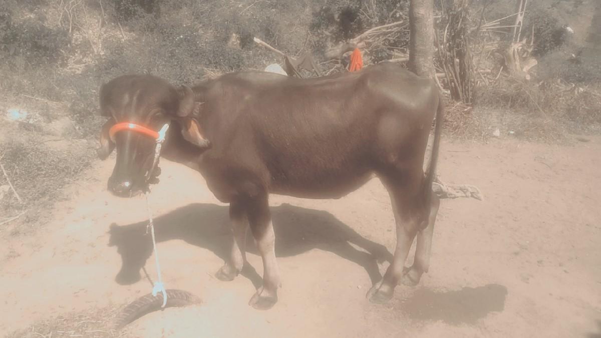 થંબનેલ 3