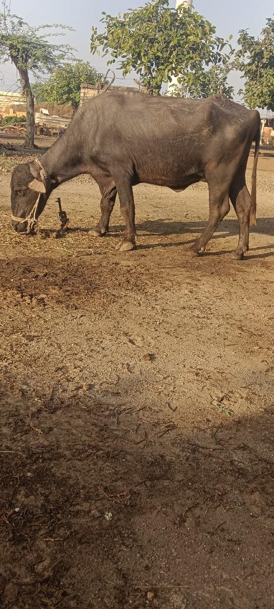 થંબનેલ 2