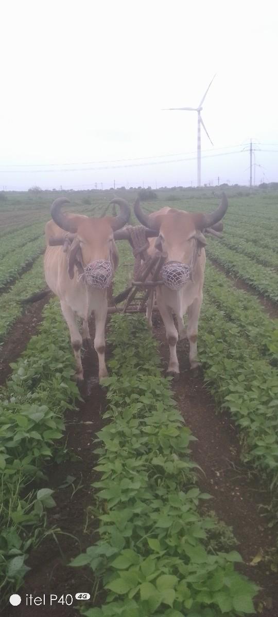 થંબનેલ 3