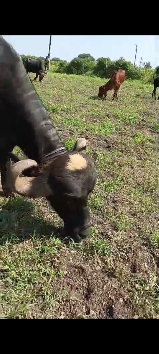 આ ભેંસ વેચવાની સાટા માં રીક્ષા સાલ