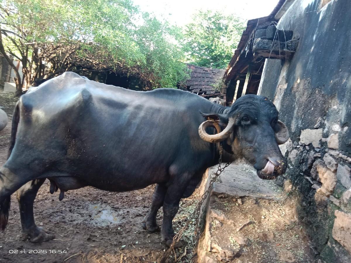 થંબનેલ 2