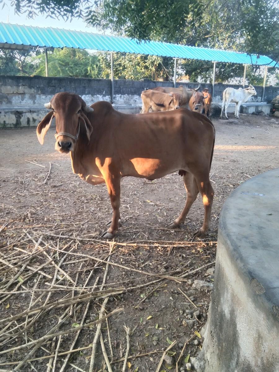 ગીર ગાય વેચવાની છે