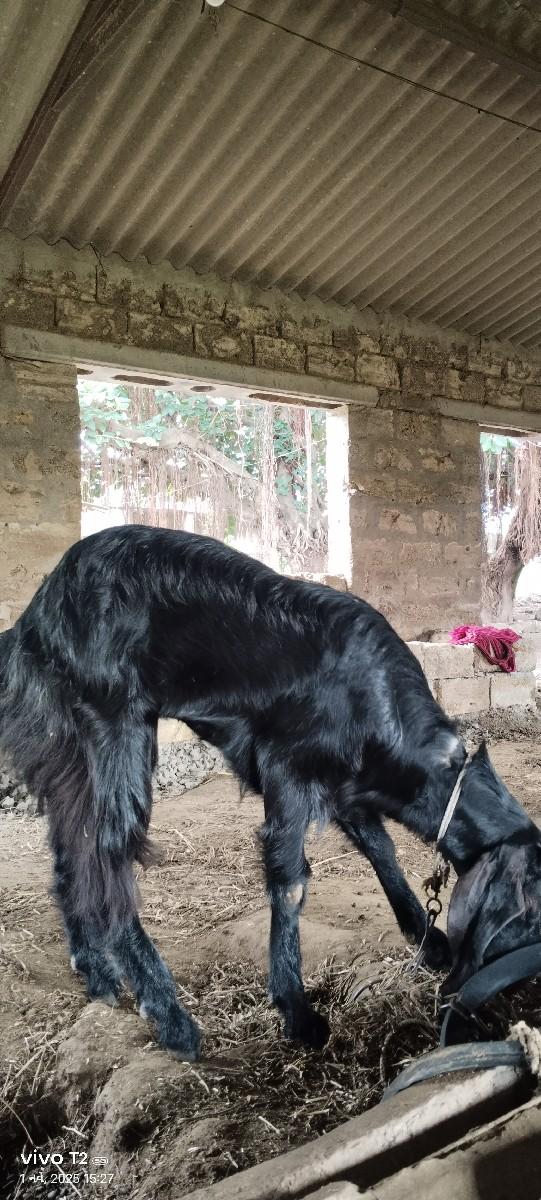 થંબનેલ 3