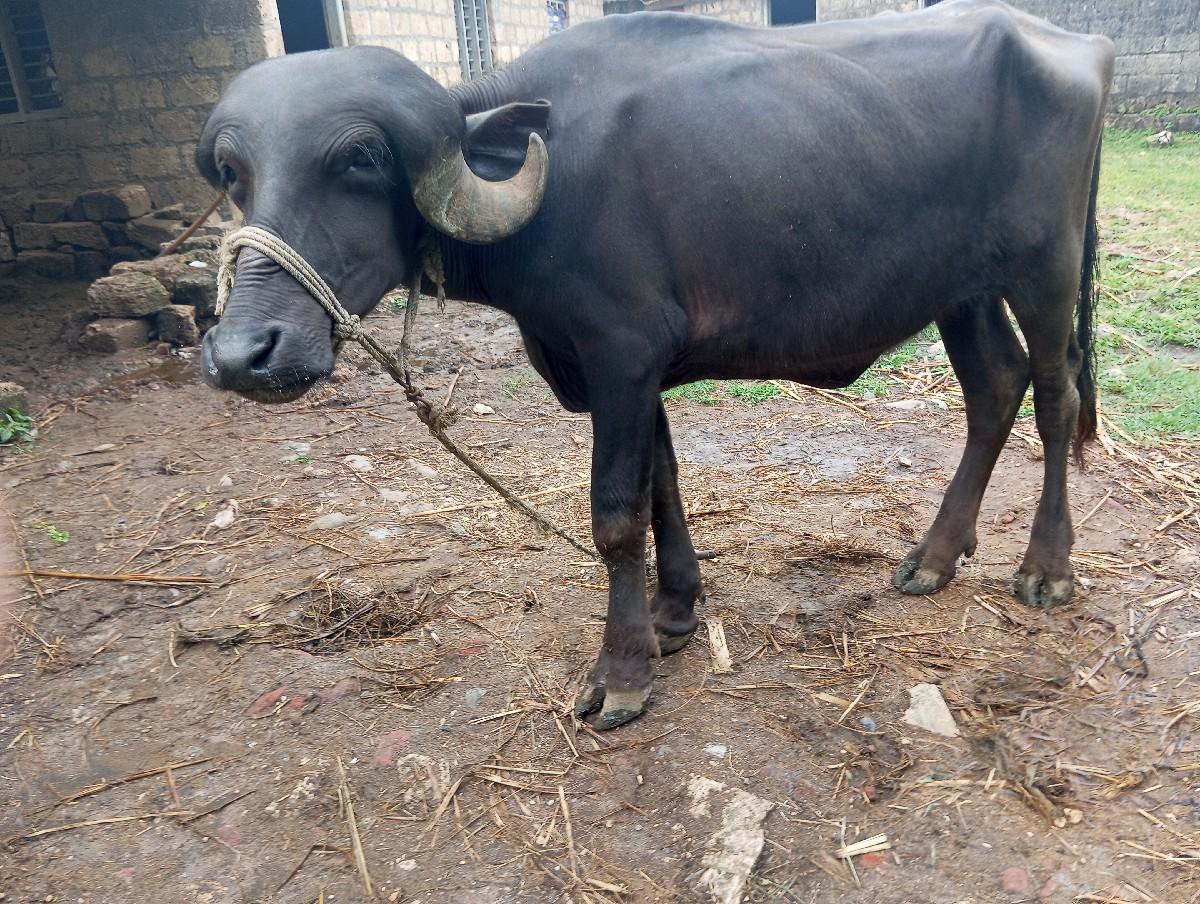 આ ખડાય વેચવાની છે