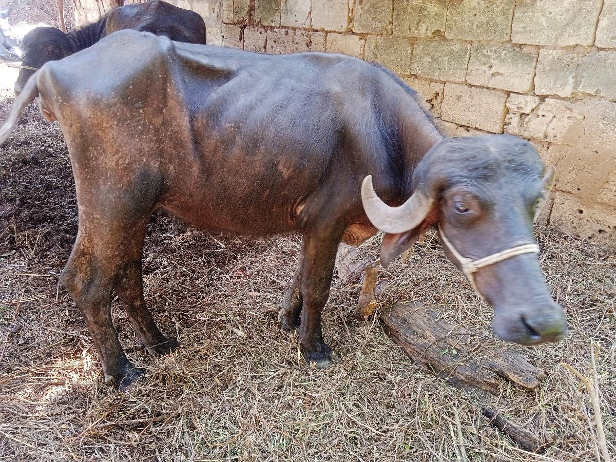 થંબનેલ 3