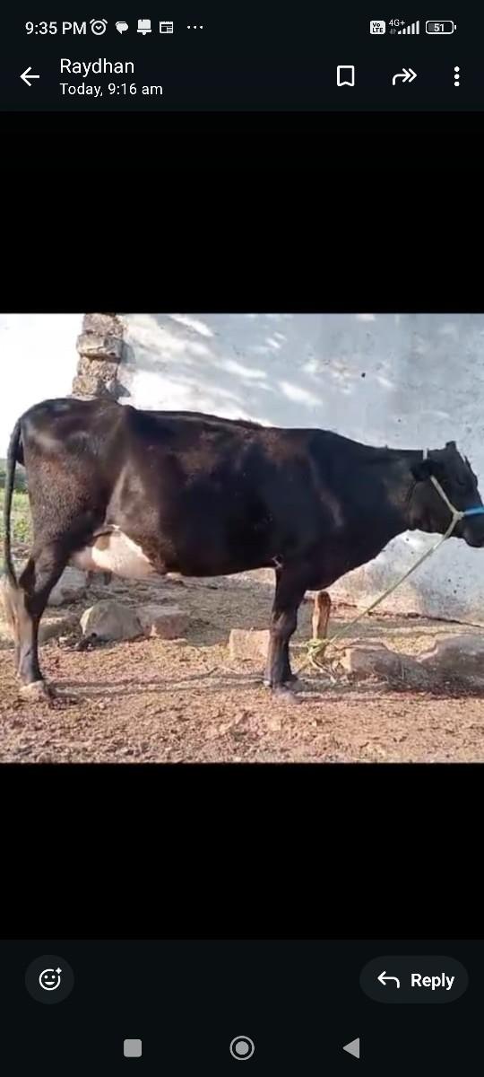 લાલજી ભાઈ