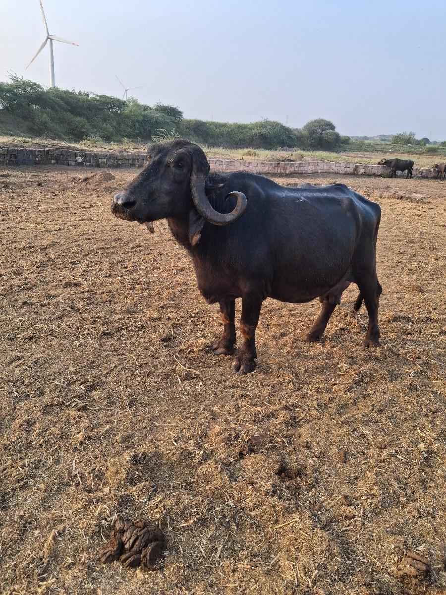 બીજા વેતરની ભેશ