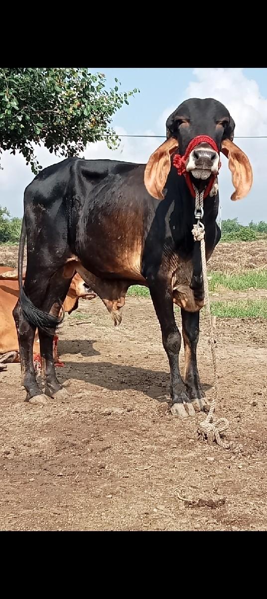 બે ગીર ગાય વેચવાની છે