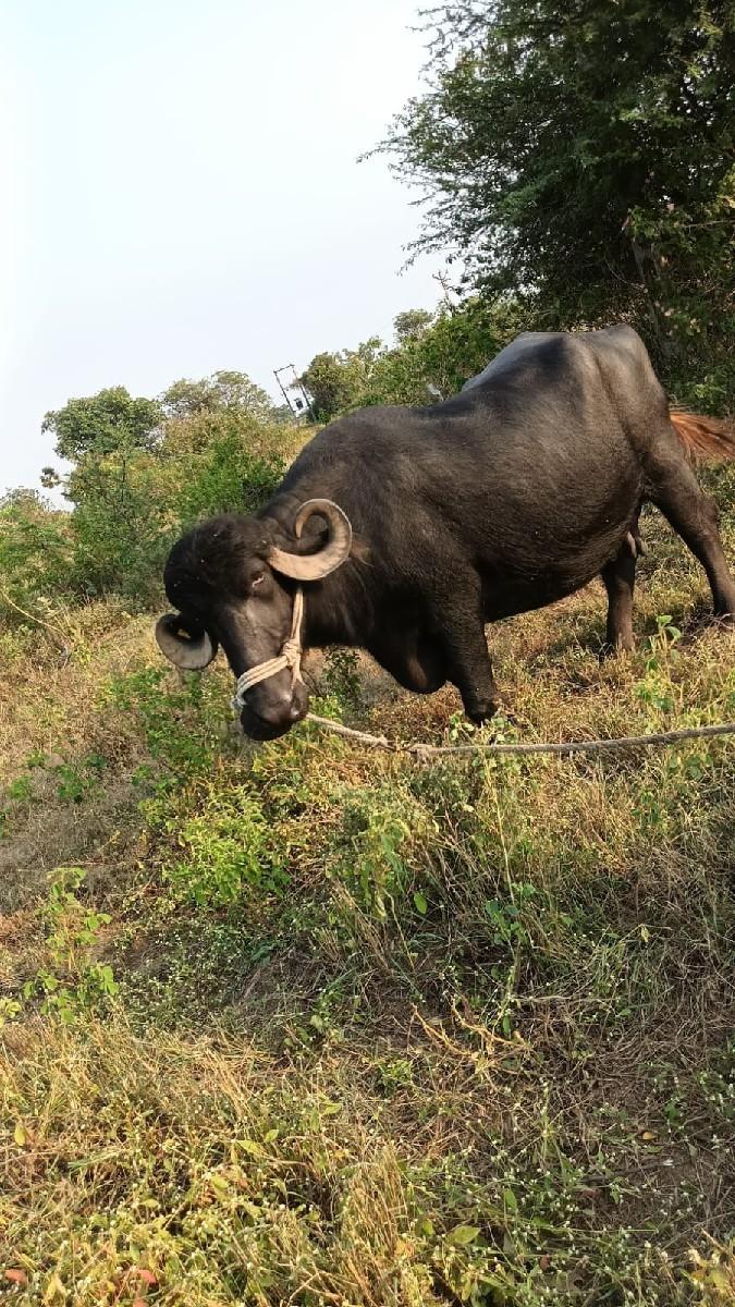 થંબનેલ 3