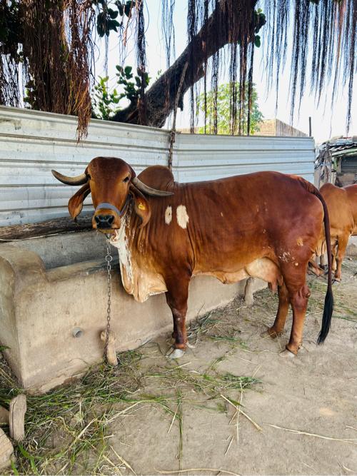 ગીર ગાય વેચવાની છે