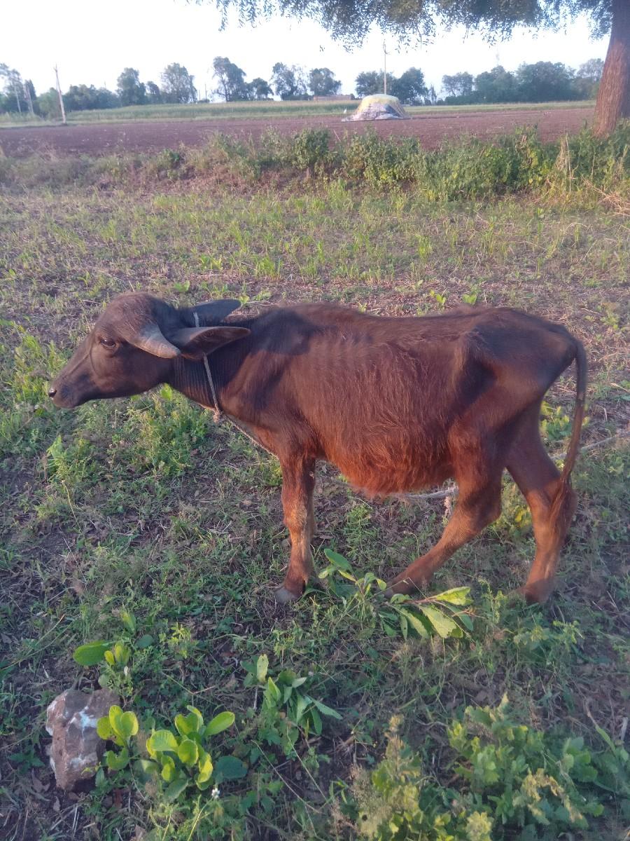 પાડો વેચવાનો છે