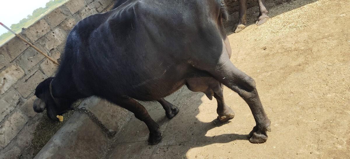 ભેંસ વેચવાની છે