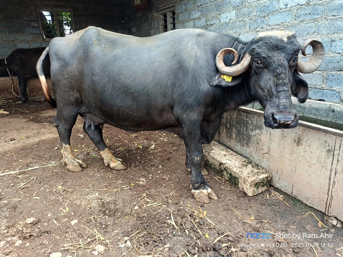 20 દિવસ ની વાર છે વ્યાવા માં