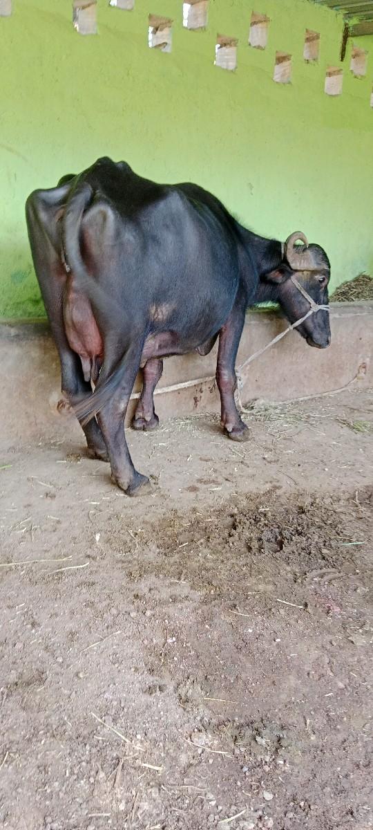 થંબનેલ 3