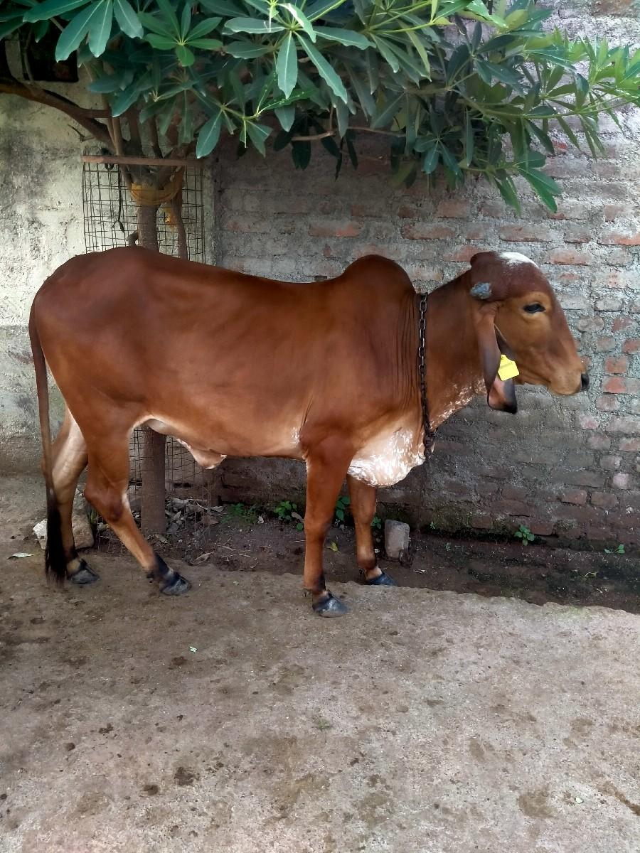 થંબનેલ 2