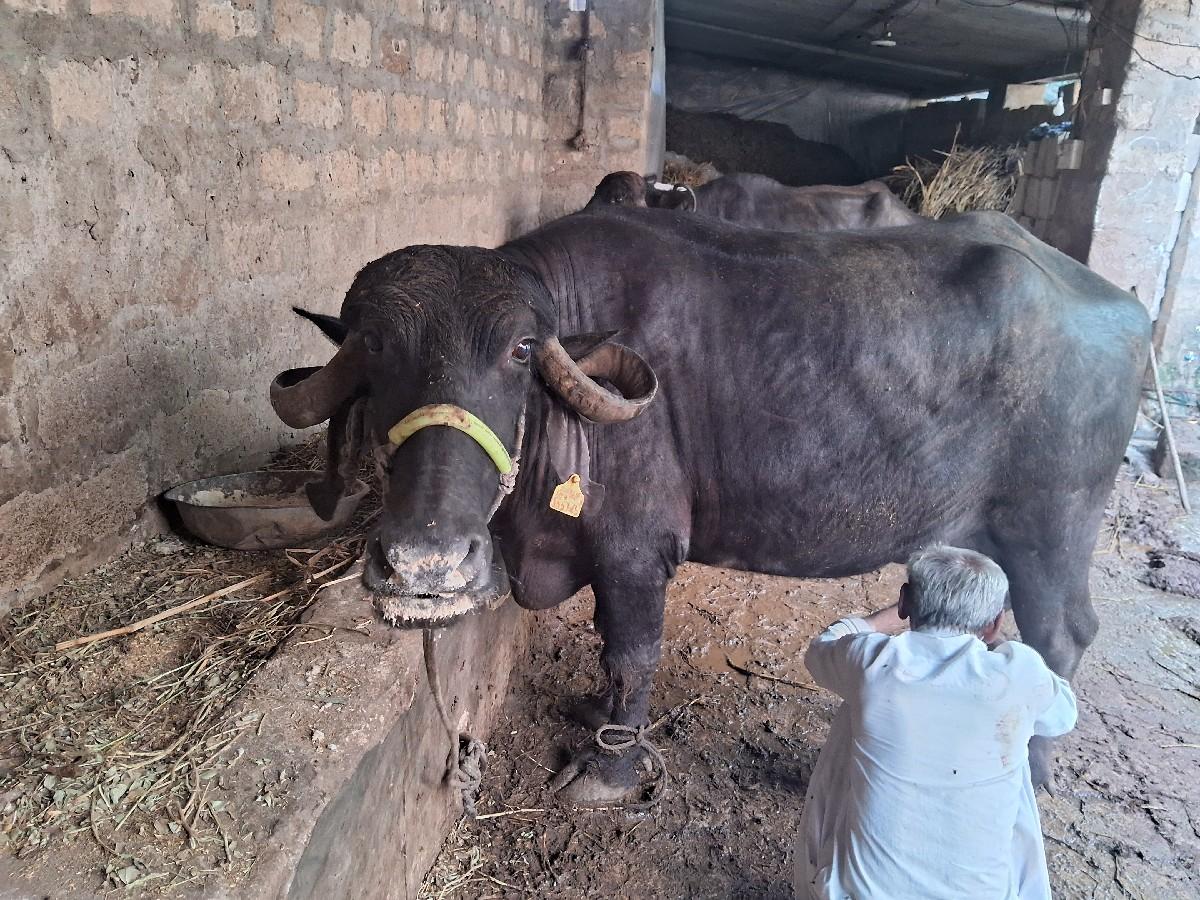 થંબનેલ 3