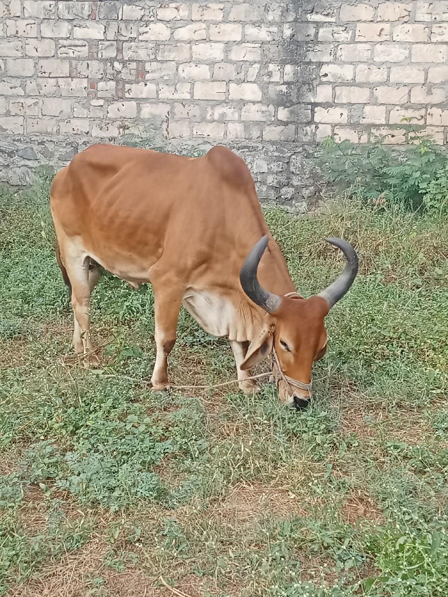 થંબનેલ 2