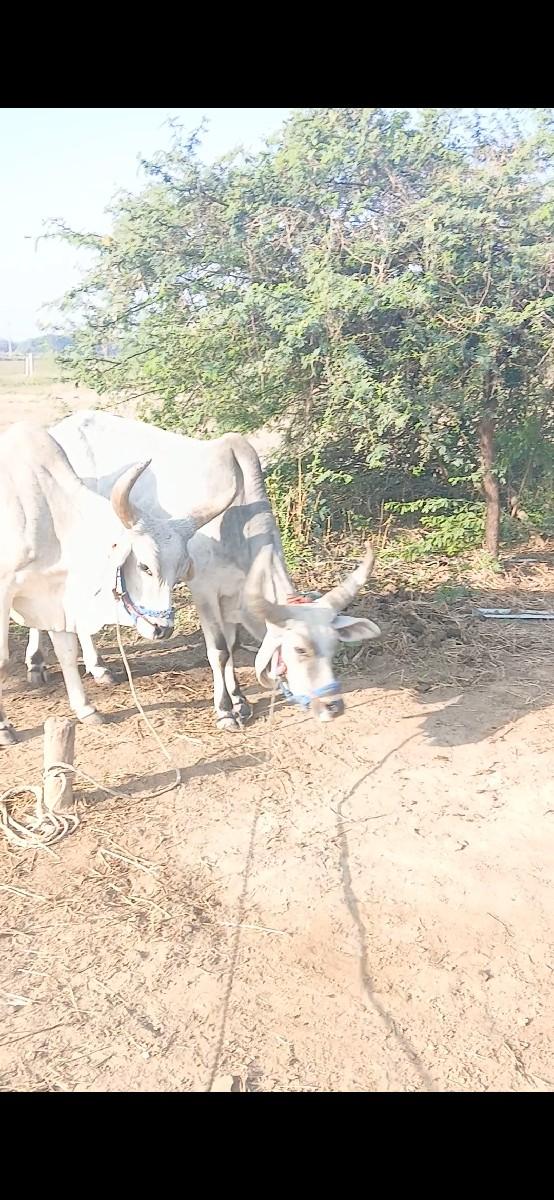 થંબનેલ 3