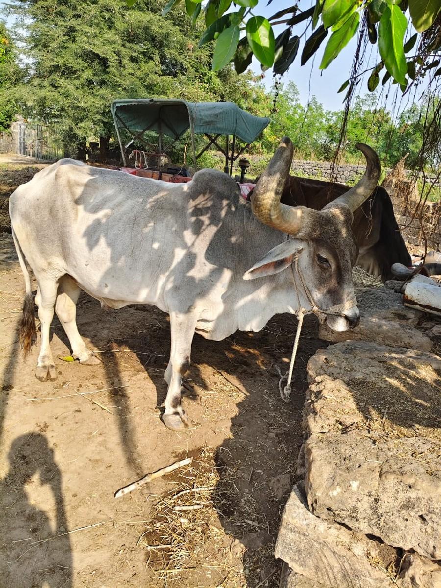 થંબનેલ 2