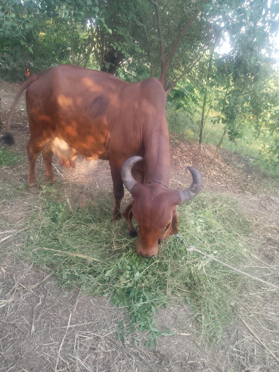 થંબનેલ 2