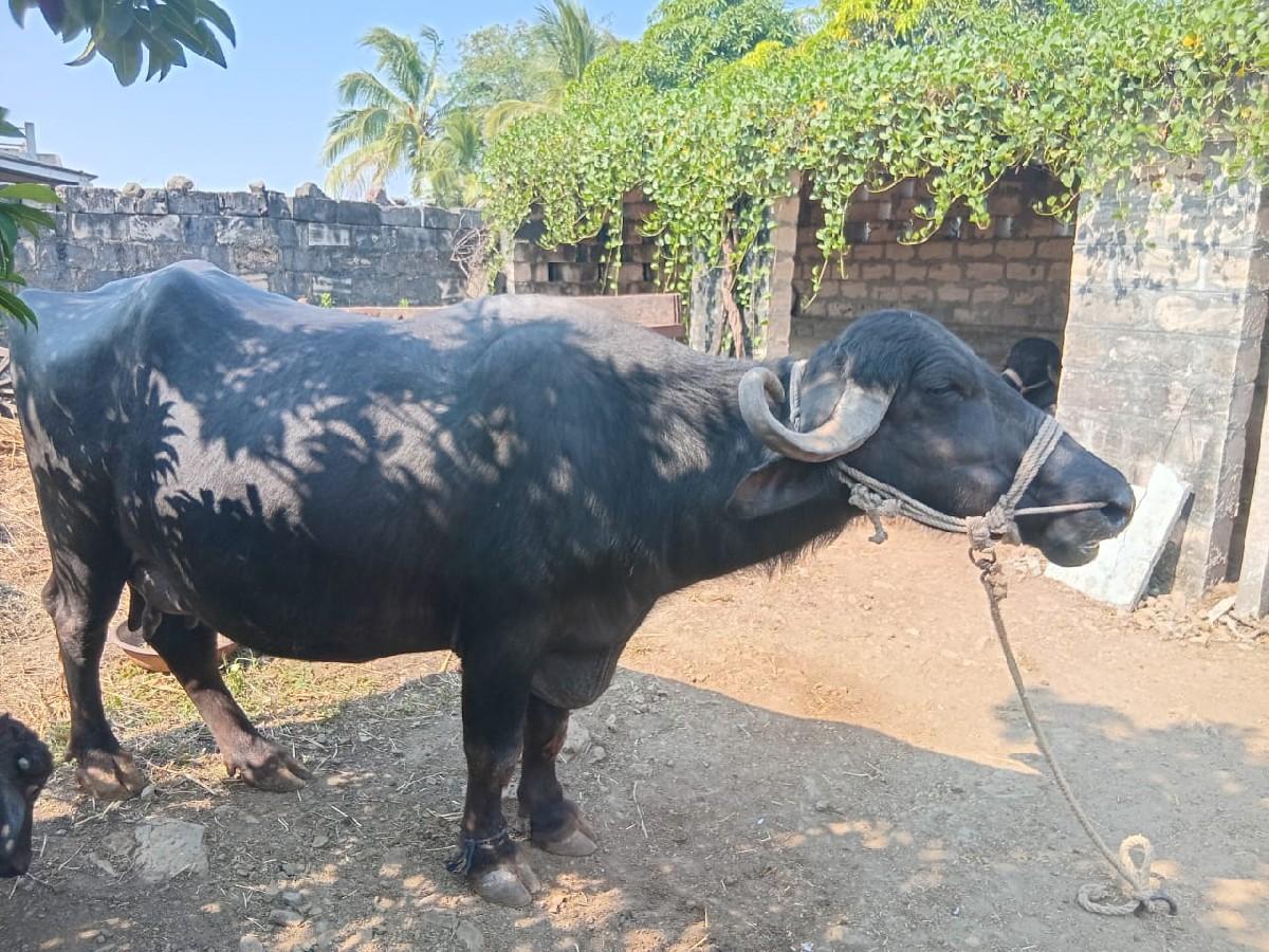 ભેસ વેચવાની છે .