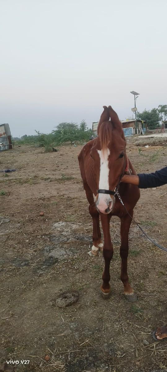 થંબનેલ 2