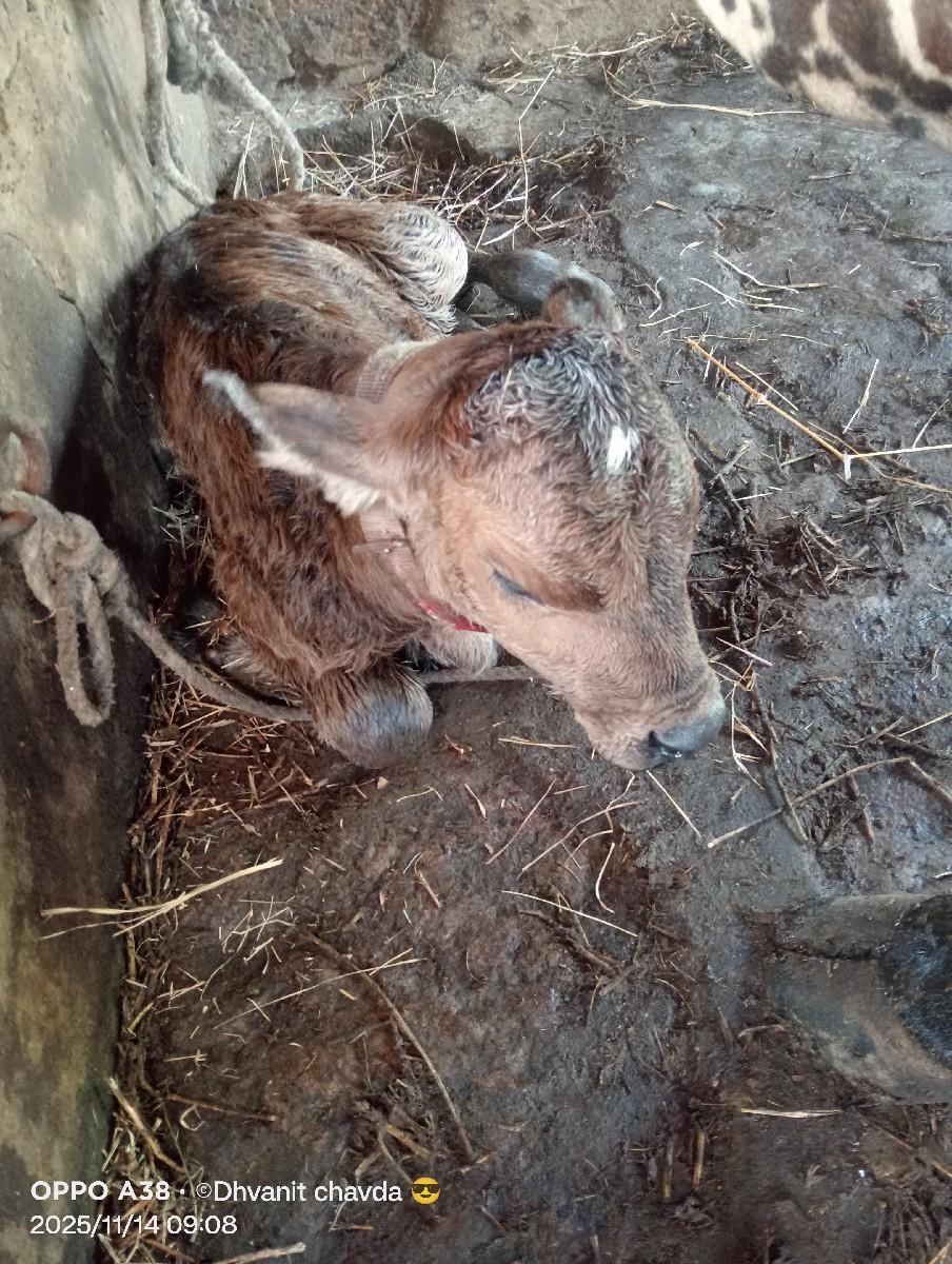 થંબનેલ 3