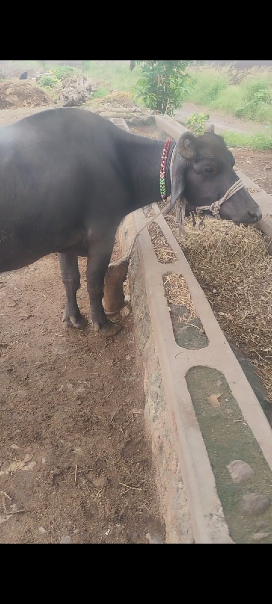 ભેંસ વેચવાની છે