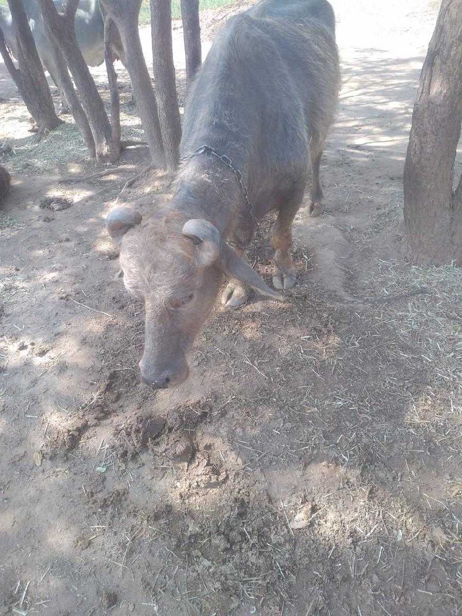 બન્ની નસલ ની ભુરી ભેંસ વેચવાની છે