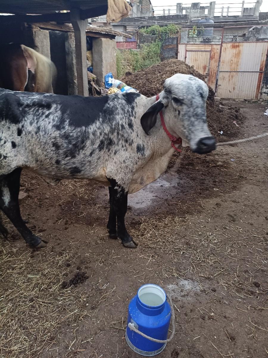 થંબનેલ 2