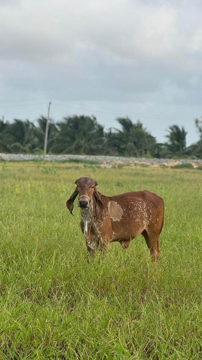 ગીર વાછડી વેચવાની છે