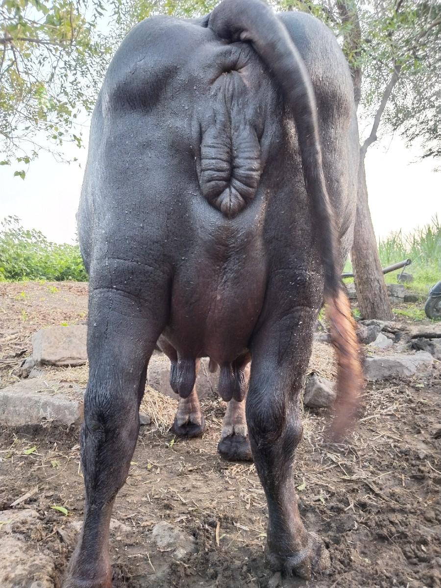 થંબનેલ 2