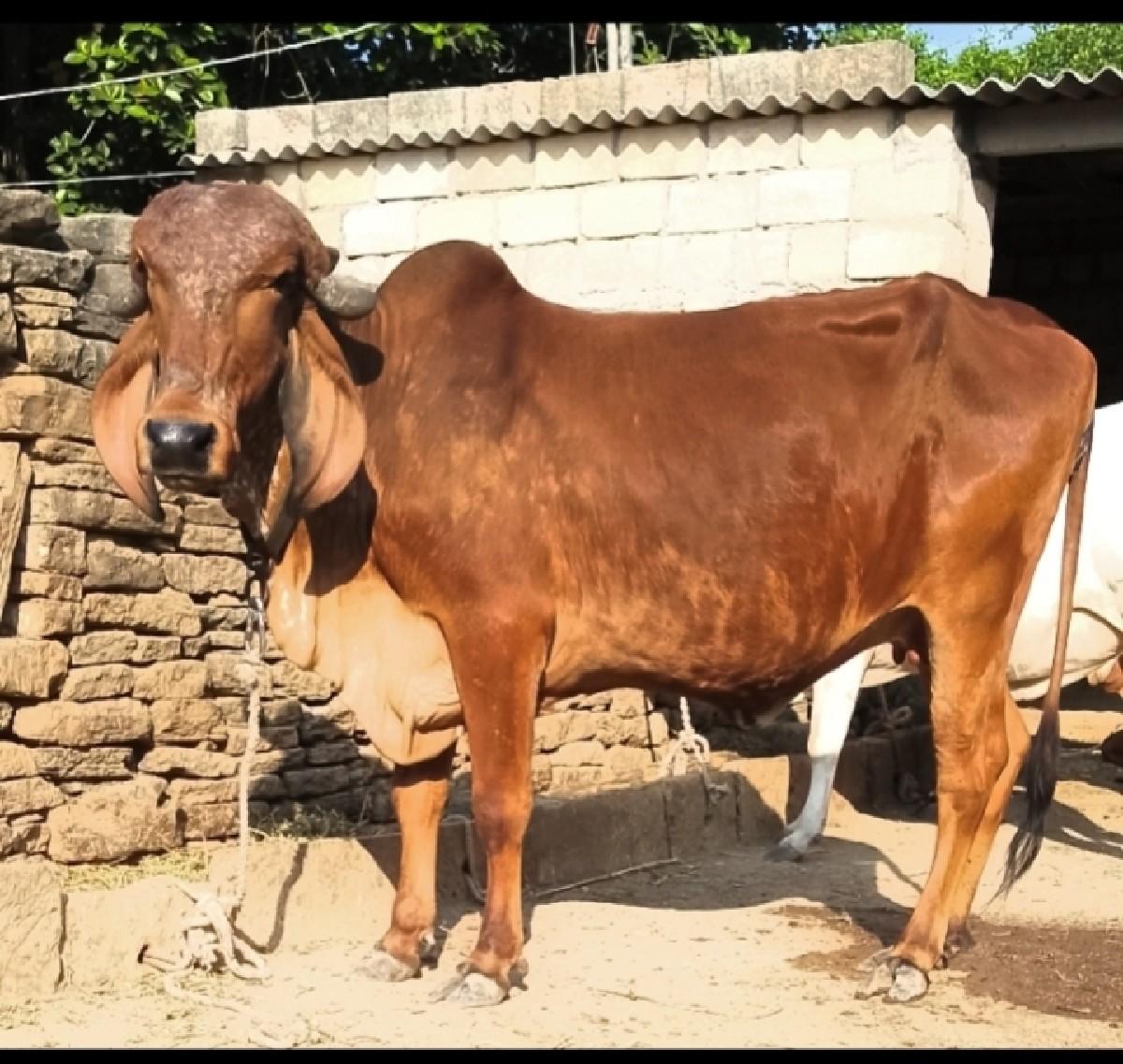 ઑરીજનલ ગીર હૉડકી છે