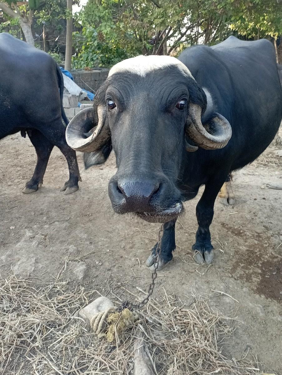 ભેસ  વેચવાની છે