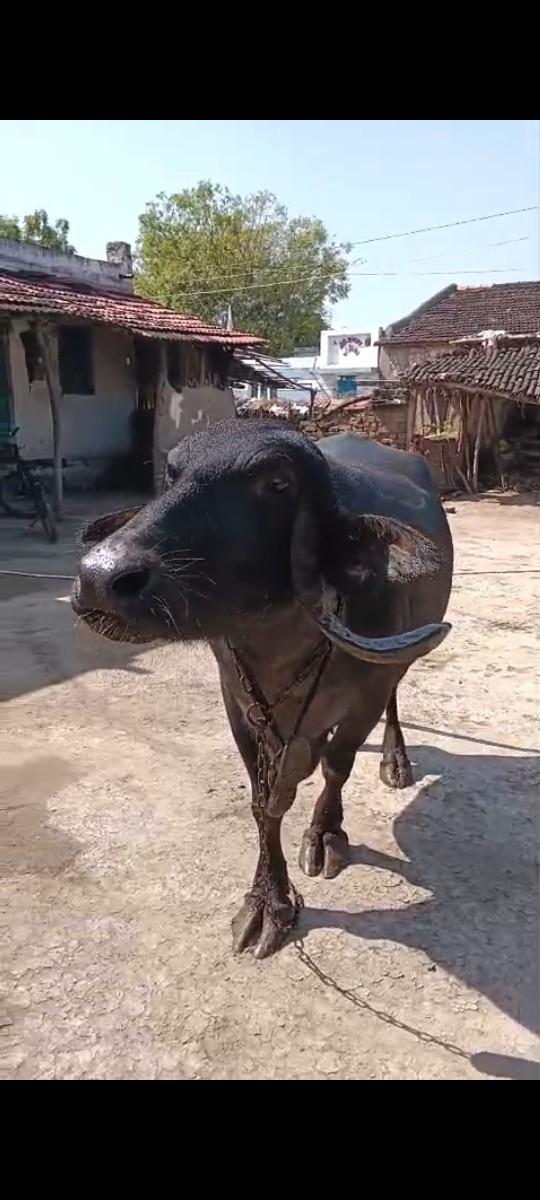 બધી જવાબદારી