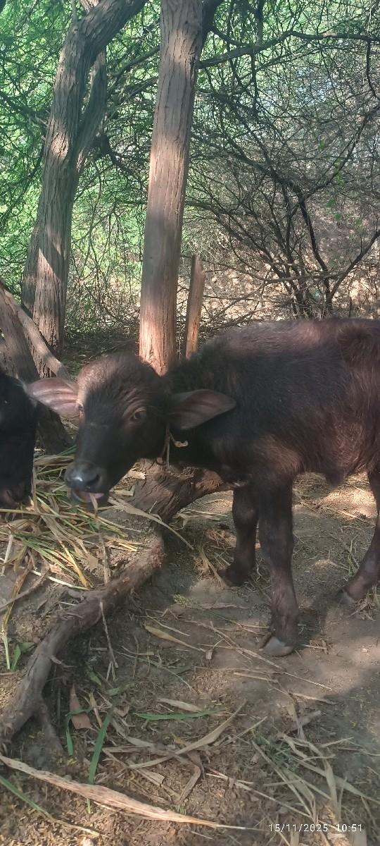 થંબનેલ 2