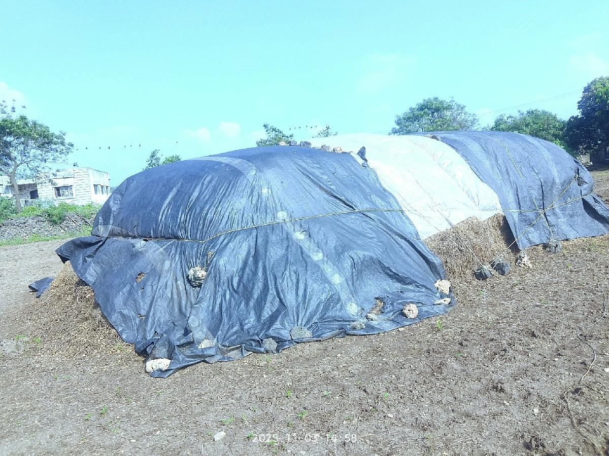 માંડવી નો ચારો વેચવા નો છે.