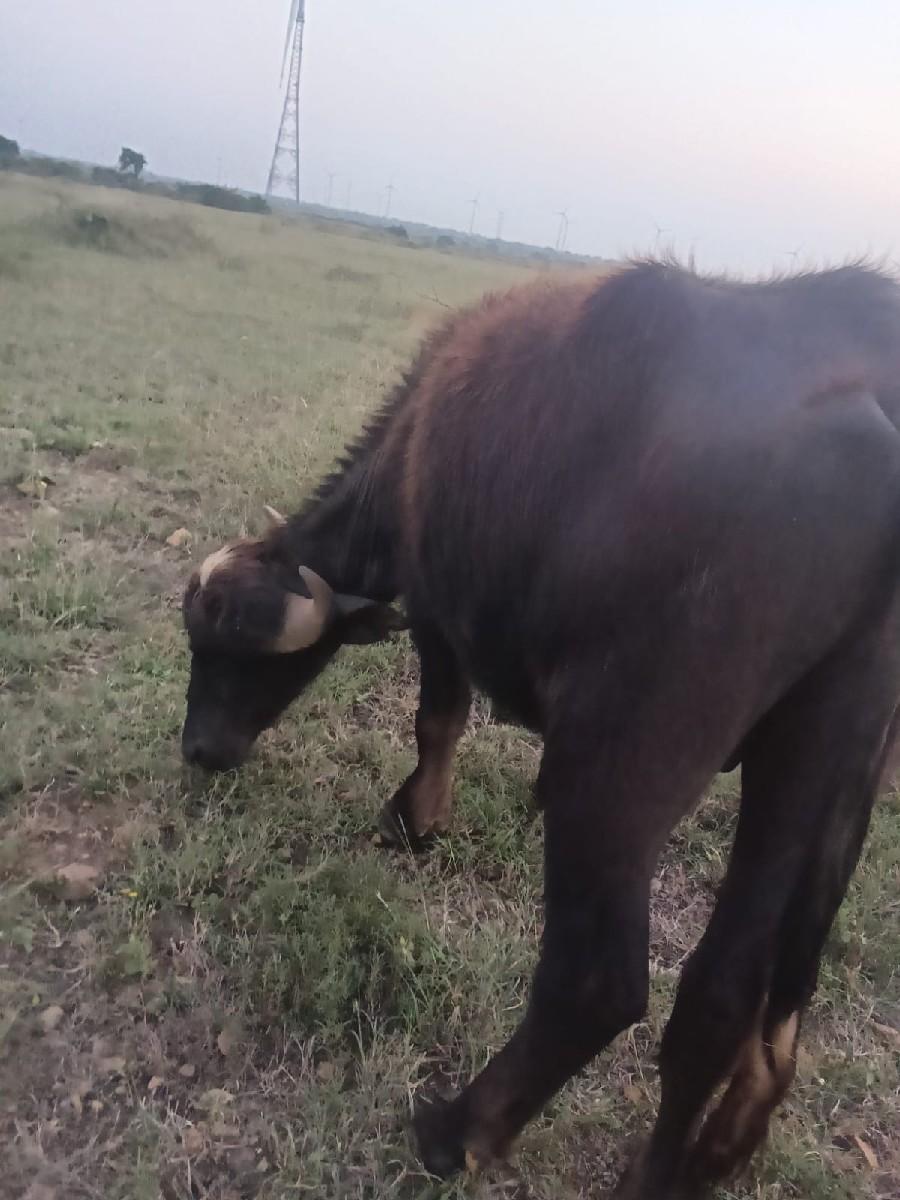 થંબનેલ 3