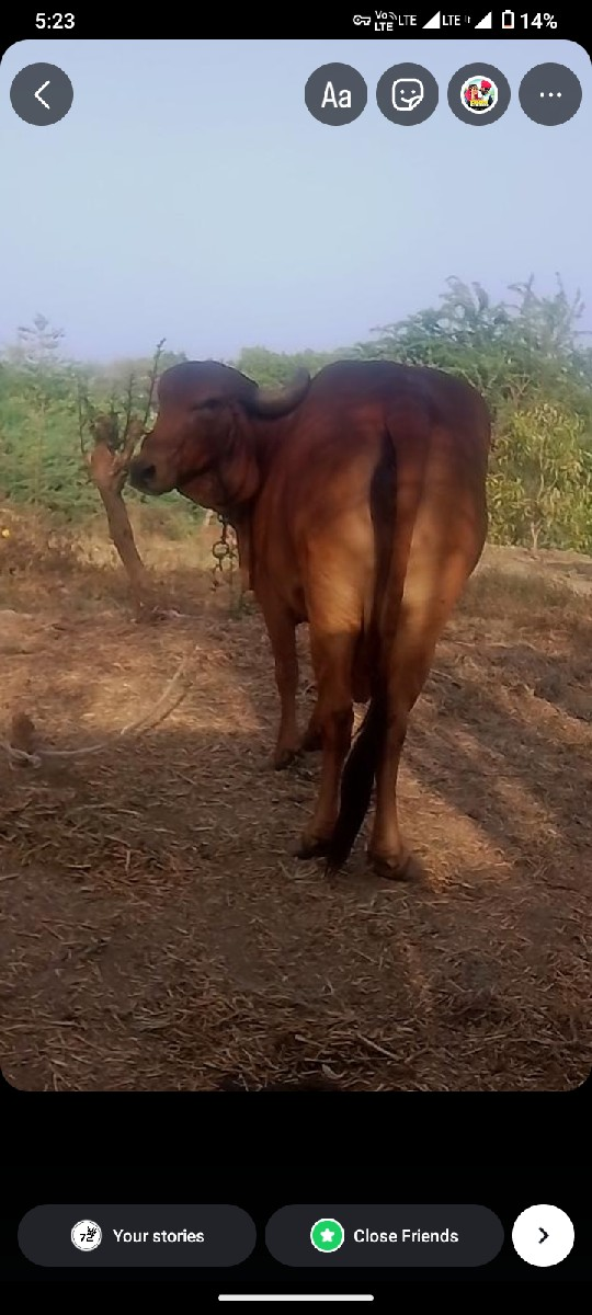 થંબનેલ 2