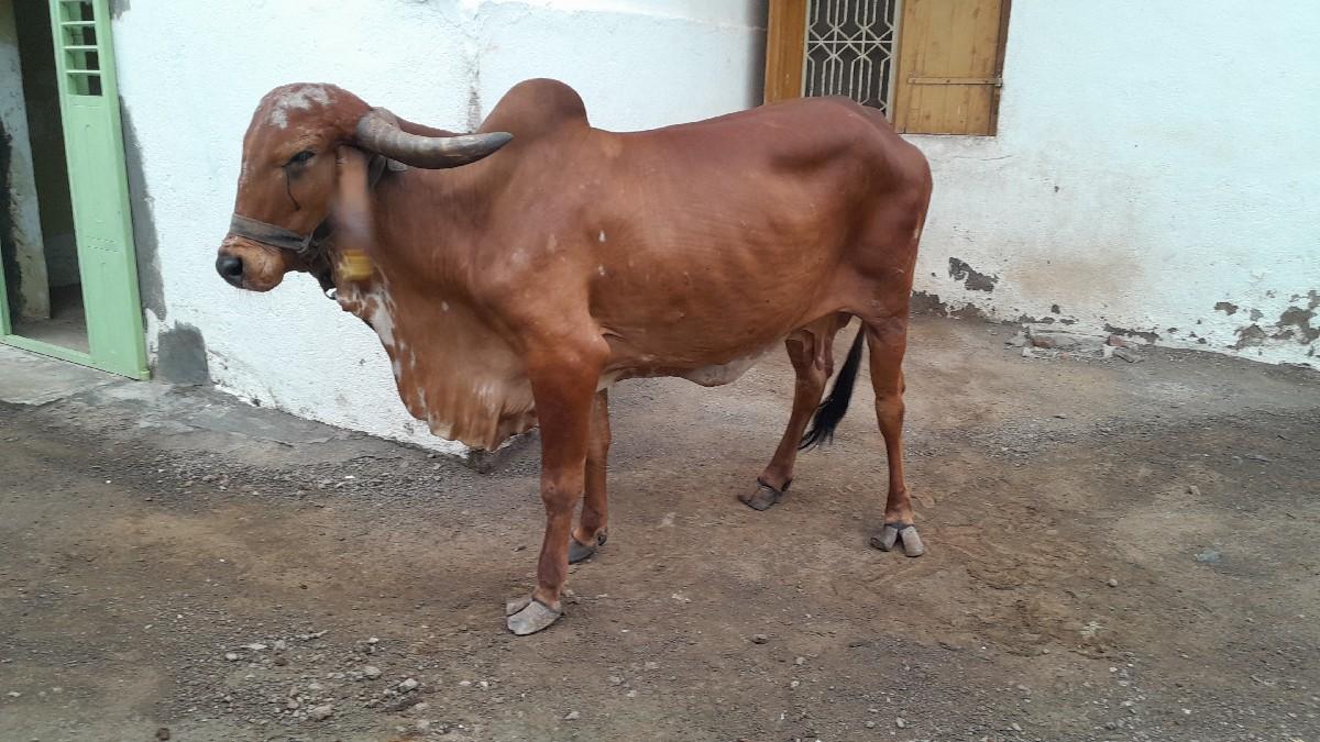 થંબનેલ 2