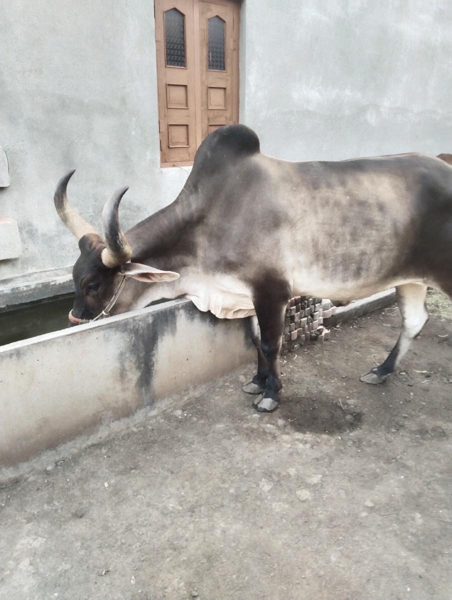 थंबनेल 3