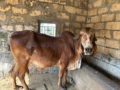 ગીર ગાય વેચવાની સે