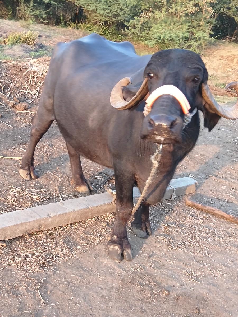 થંબનેલ 2