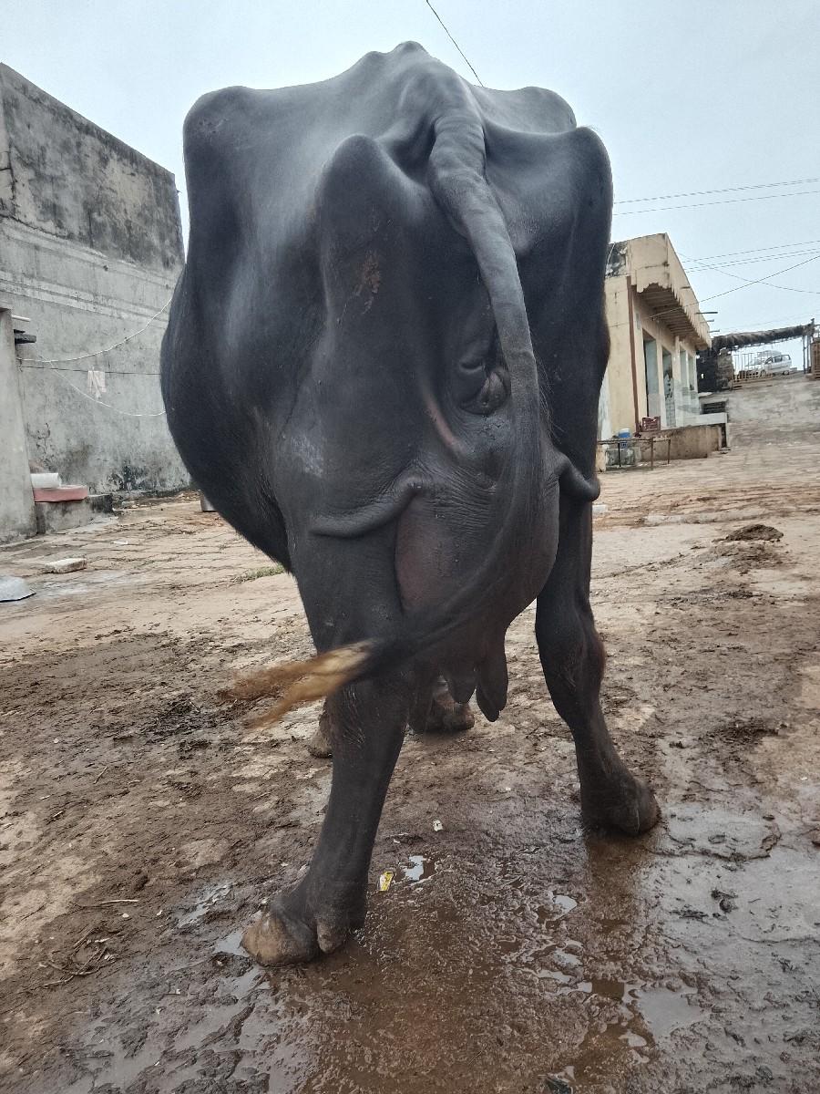 ભૅસવૅસવાનીસૅ