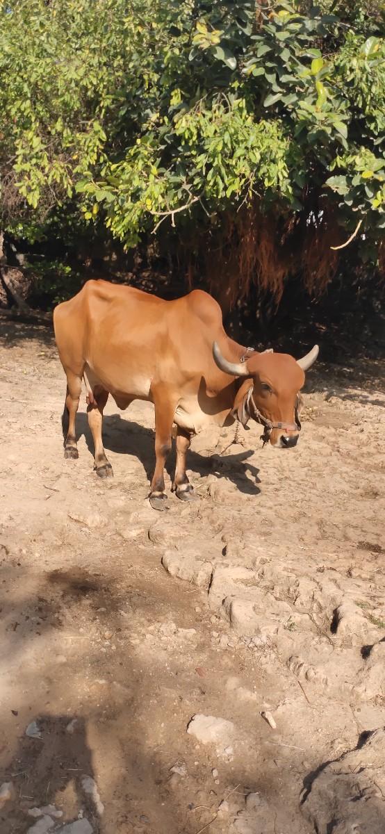 થંબનેલ 2